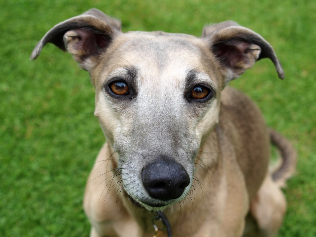 Aufbaufutter für Hunde: 8 Fragen - 8 Antworten