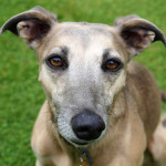 Aufbaufutter für Hunde: 8 Fragen - 8 Antworten