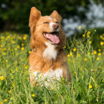 Welche Vorteile hat die BARF-Methode im Vergleich zu herkömmlichem Hundefutter?