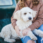 Aufbaufutter für Hunde selber machen: Eine vollständige Anleitung