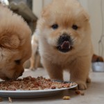 Welpenfutter selber machen: Eine liebevolle Mahlzeit für die Kleinsten