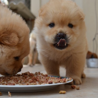 Welpenfutter selber machen: Eine liebevolle Mahlzeit für die Kleinsten