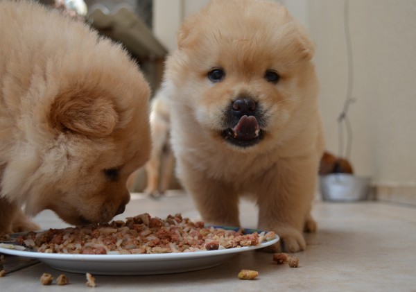Welpenfutter selber machen: Eine liebevolle Mahlzeit für die Kleinsten